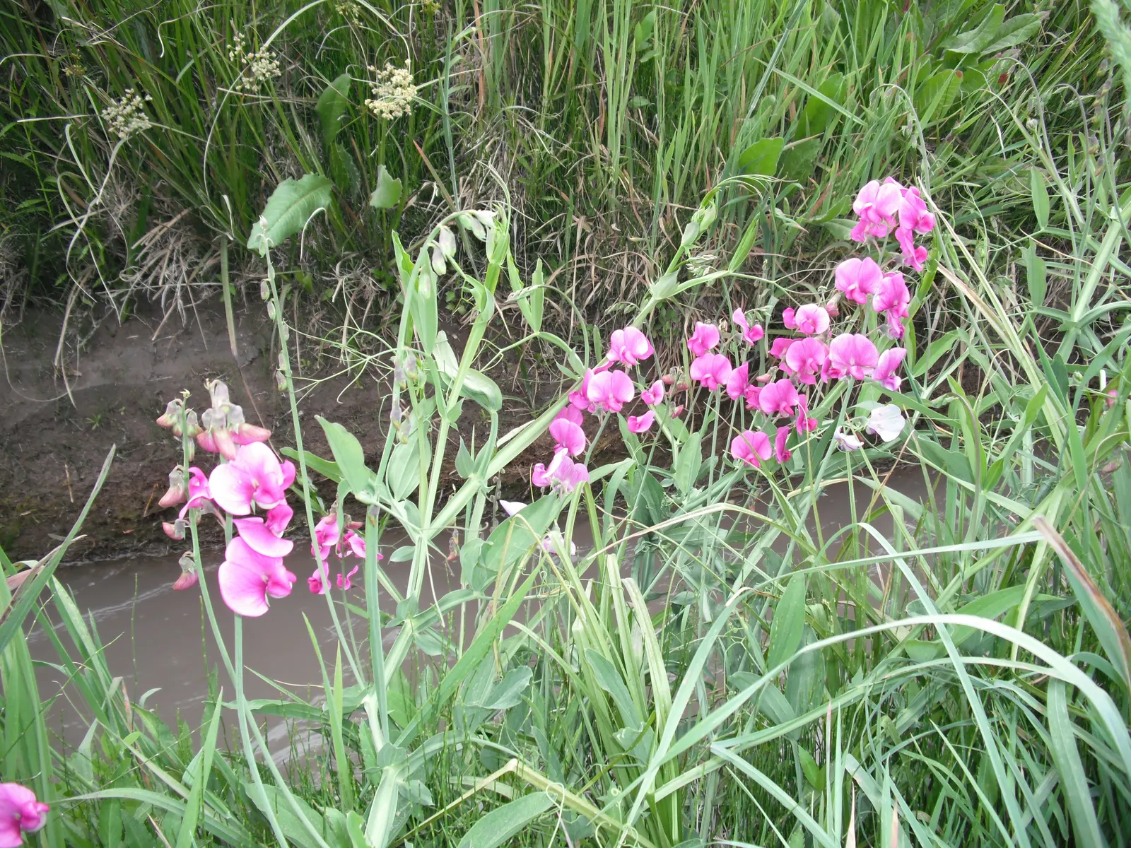 Annual Sweet Pea (Lathyrus Odoratus) — is a cherished ornamental climber; or archway to facilitate its graceful ascent