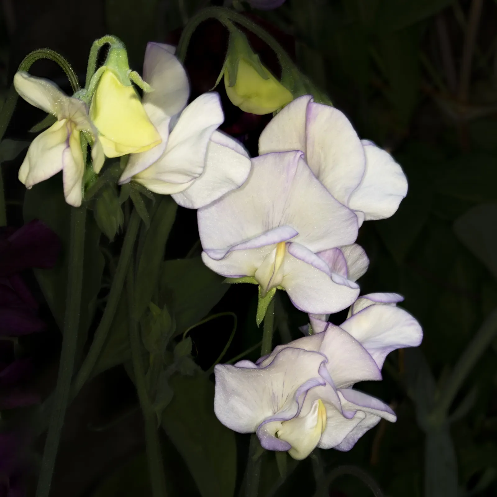 Annual Sweet Pea (Lathyrus Odoratus) — Reaching a height of 4-6 feet, this fast-growing annual requires support like trellises