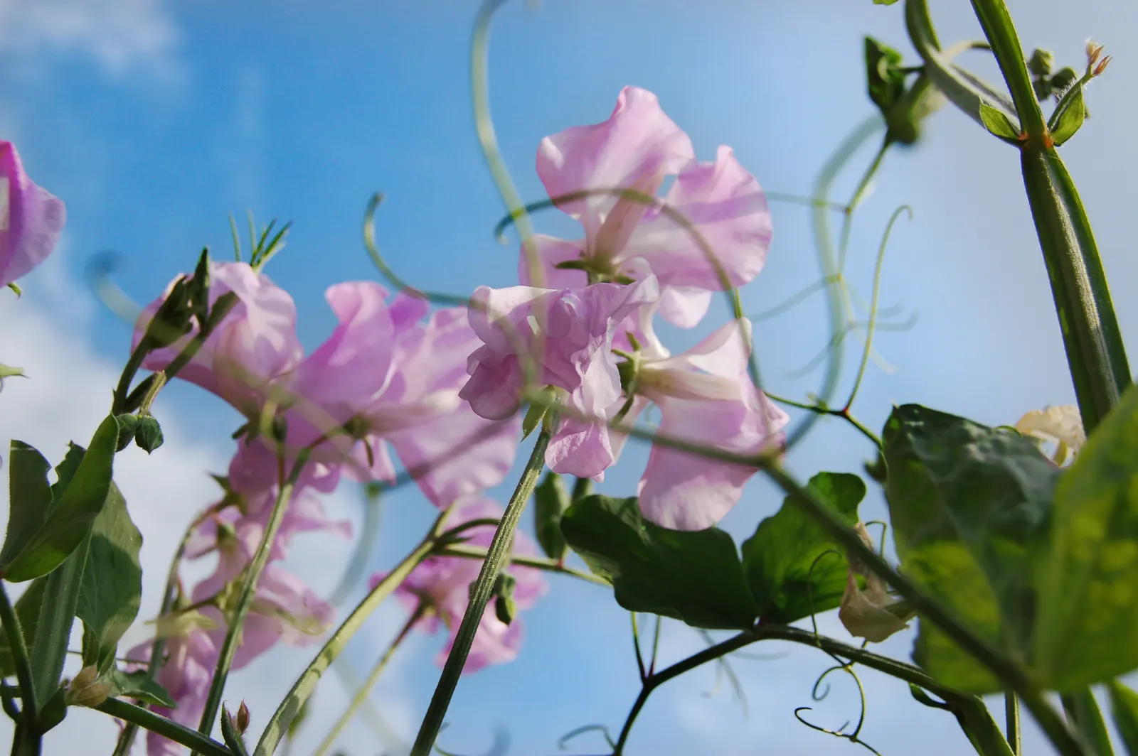 Annual Sweet Pea (Lathyrus Odoratus) — which appear from late spring to early summer, image 73