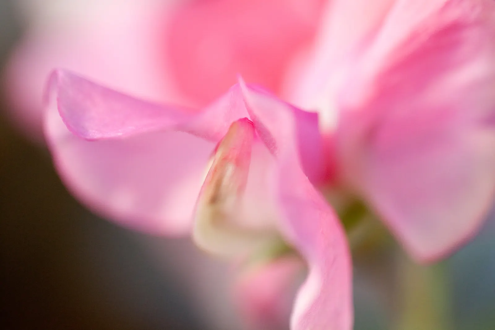Annual Sweet Pea (Lathyrus Odoratus) — Ideal for borders, it adds vertical interest and a delightful scent, blooming from late spring to first frost, image 64