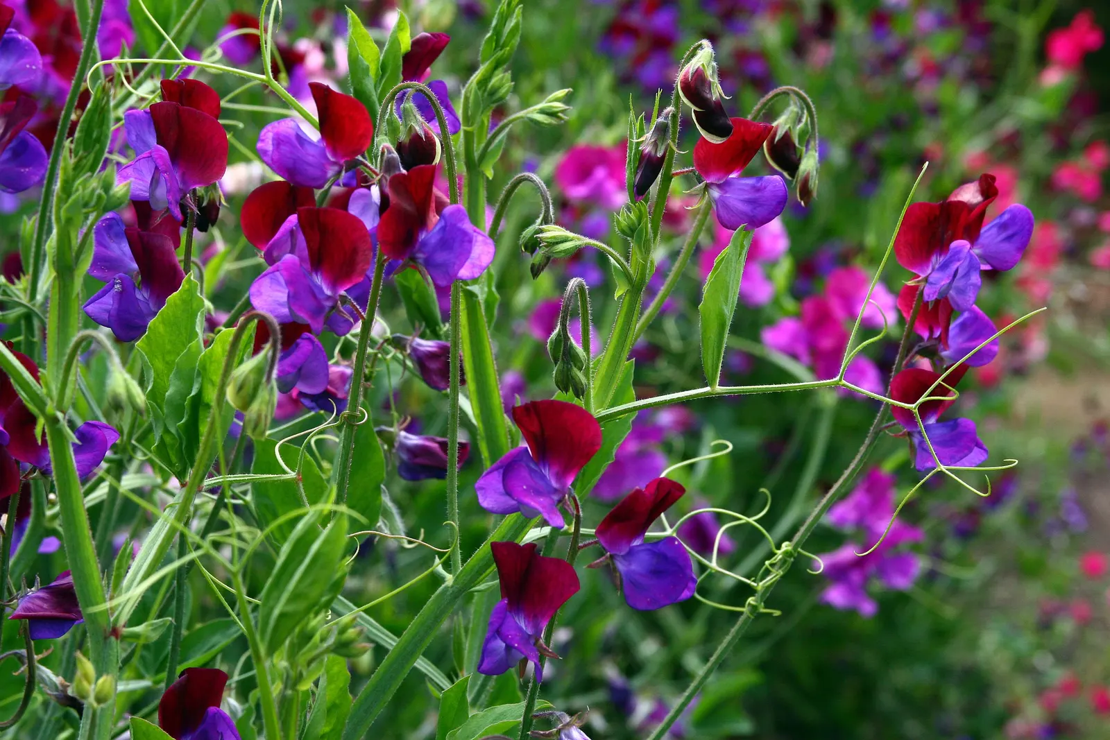 Annual Sweet Pea (Lathyrus Odoratus) — aiming for approximately 1 inch of water per week; annual with multi-colored and pink blooms, image 79