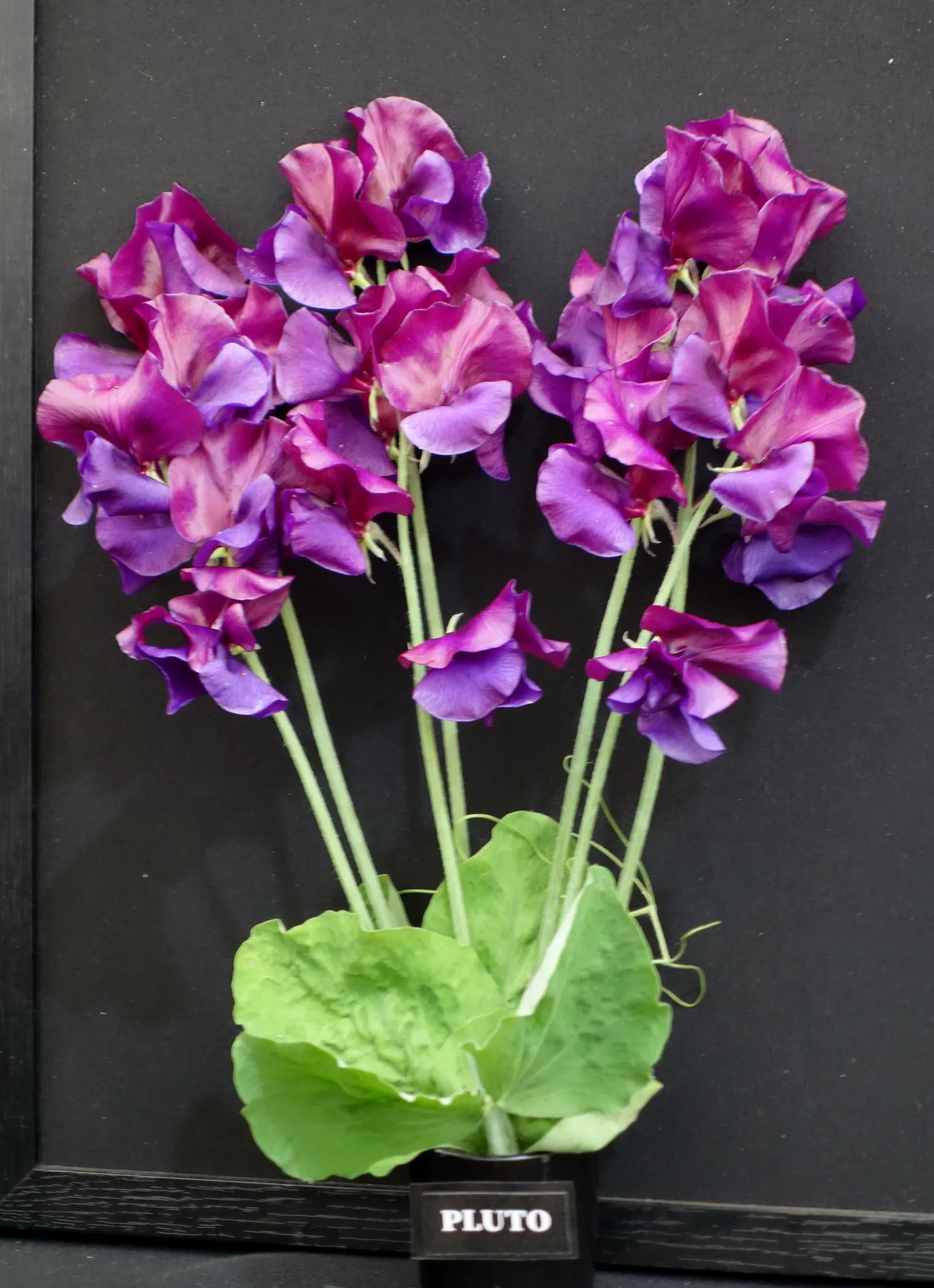 Annual Sweet Pea (Lathyrus Odoratus) — Sweet Peas thrive in full sun to partial shade