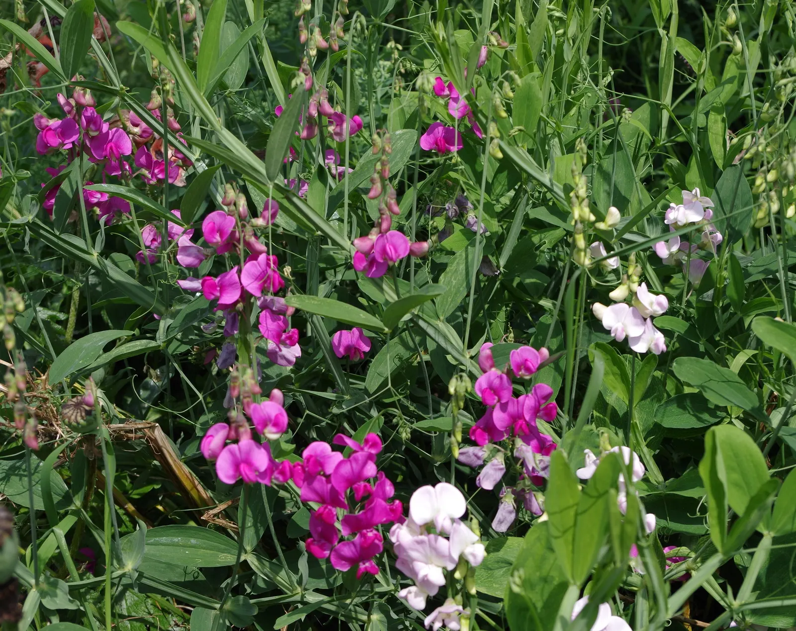 Annual Sweet Pea (Lathyrus Odoratus) — aiming for approximately 1 inch of water per week