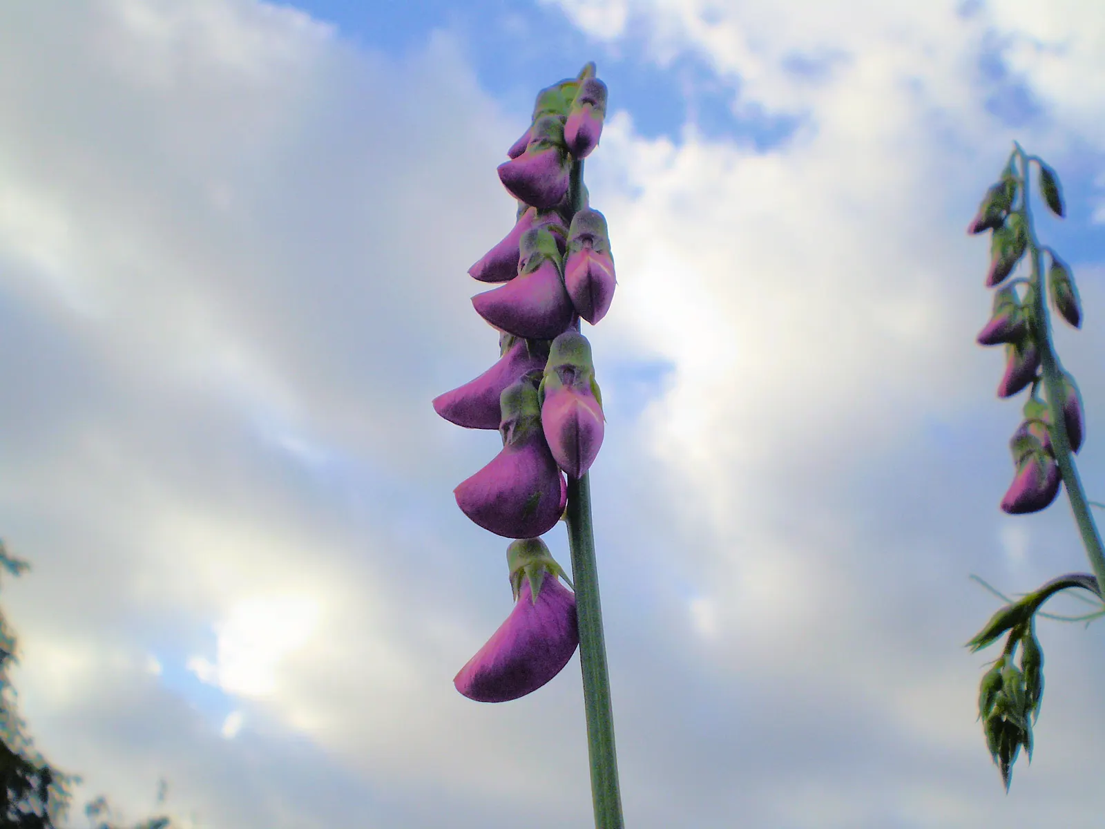 Annual Sweet Pea (Lathyrus Odoratus) — For optimal growth, incorporate a balanced, slow-release fertilizer during planting; sweet Peas thrive in full sun to