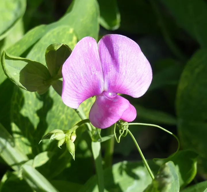 Annual Sweet Pea (Lathyrus Odoratus) — pinnate leaves that create a verdant backdrop for the abundant flowers; which make it an exceptional choice for adding a