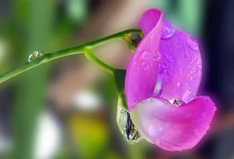 Annual Sweet Pea (Lathyrus Odoratus) — annual with multi-colored and pink blooms; rich soil with a pH ranging from 6.0 to 7.5