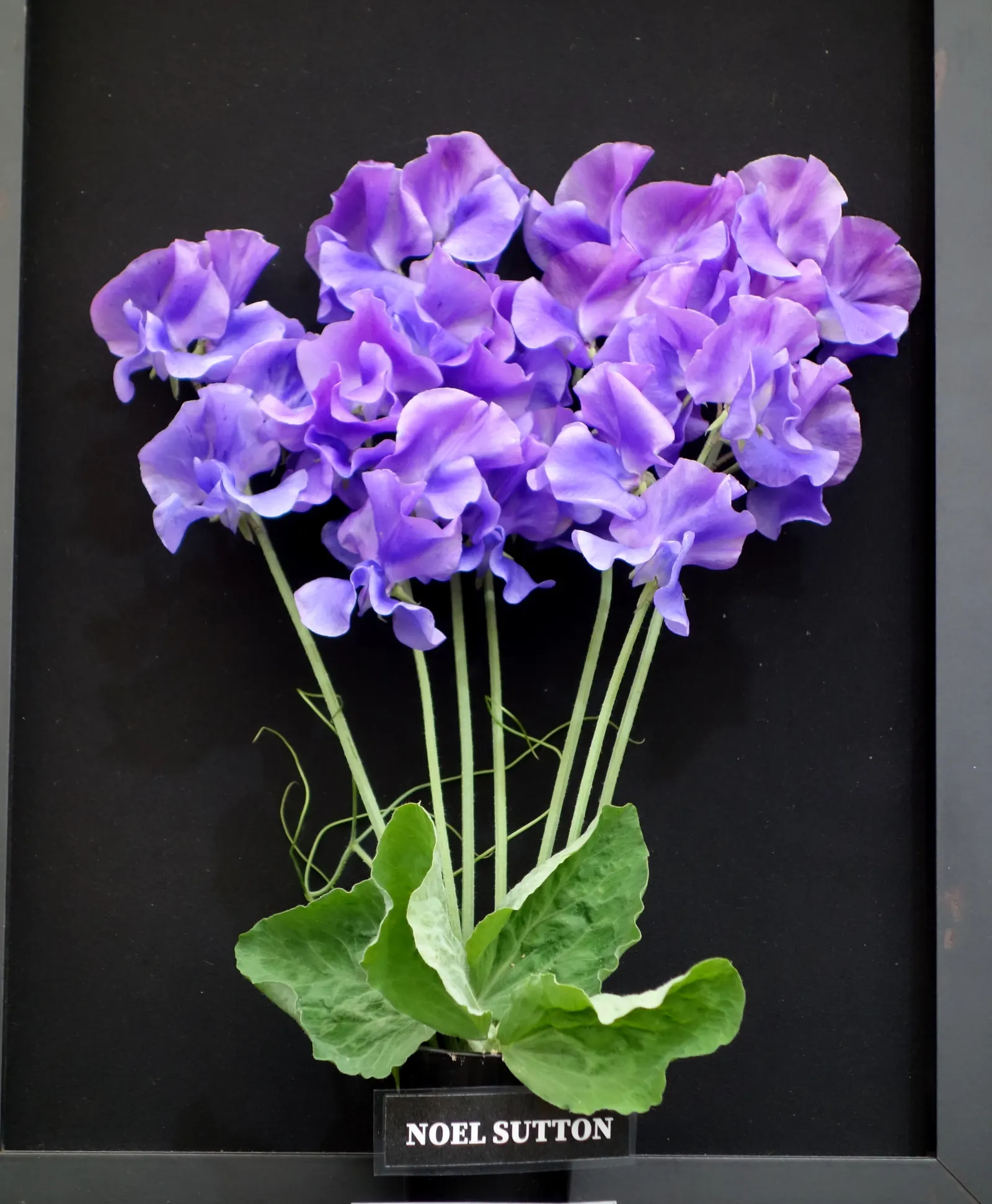 Annual Sweet Pea (Lathyrus Odoratus) — It thrives in full sun to partial shade and prefers well-draining soil