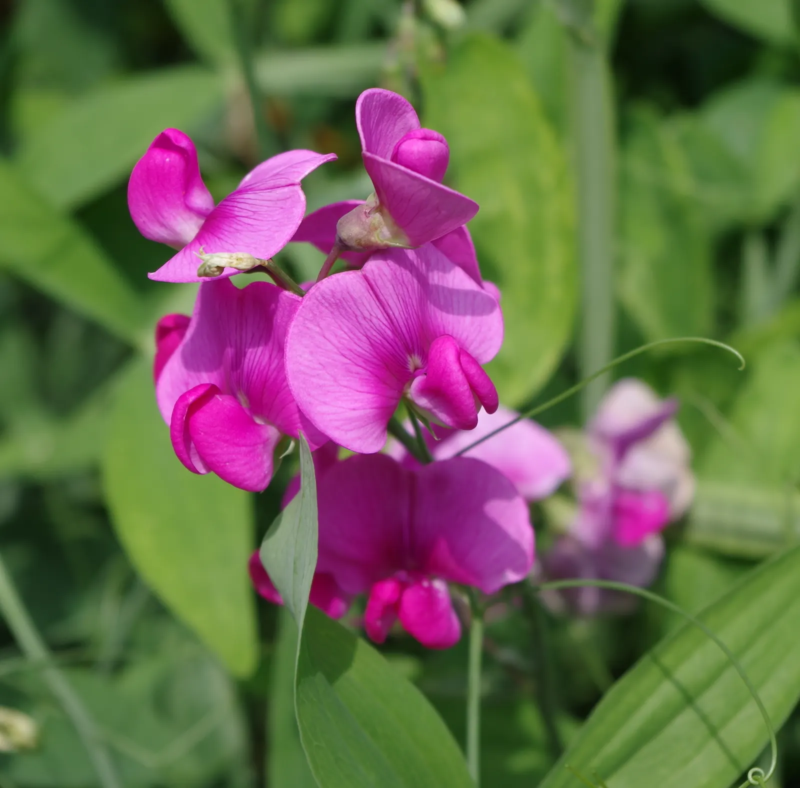 Annual Sweet Pea (Lathyrus Odoratus) — Sweet Peas complete their lifecycle within one year