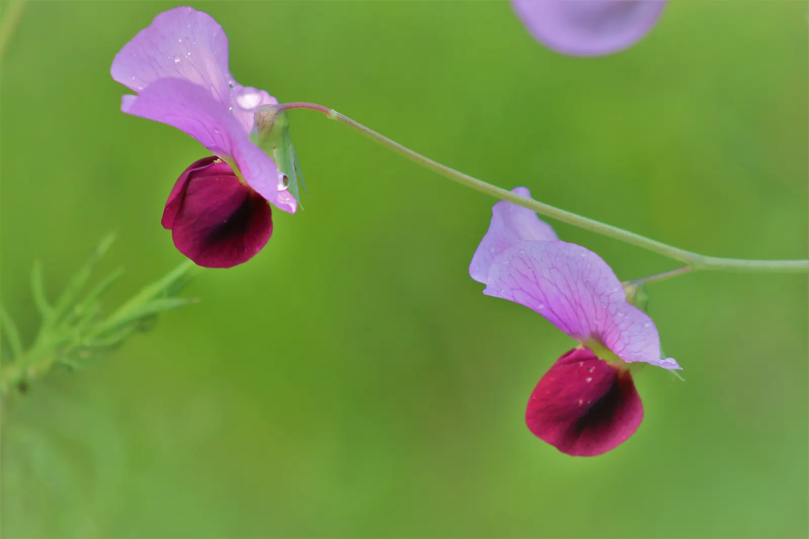 Annual Sweet Pea (Lathyrus Odoratus) — or archway to facilitate its graceful ascent; flower colors vary widely