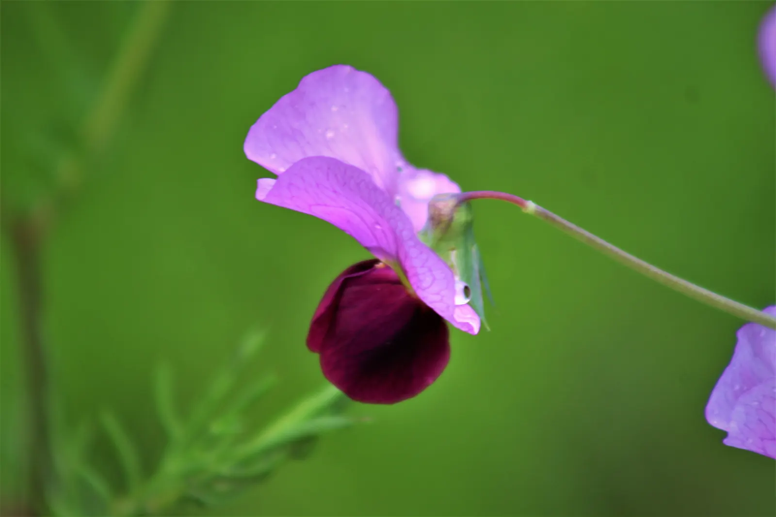 Annual Sweet Pea (Lathyrus Odoratus) — Ideal for borders, it adds vertical interest and a delightful scent, blooming from late spring to first frost, image 35