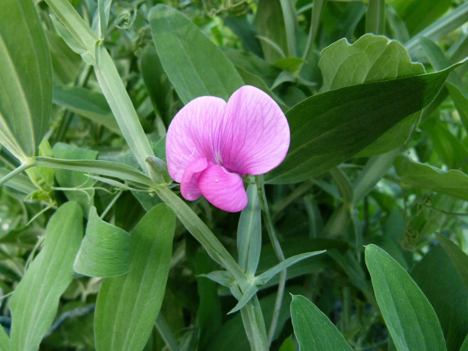 Annual Sweet Pea (Lathyrus Odoratus) — Reaching a height of 4-6 feet, this fast-growing annual requires support like trellises; boasting fragrant, image 63