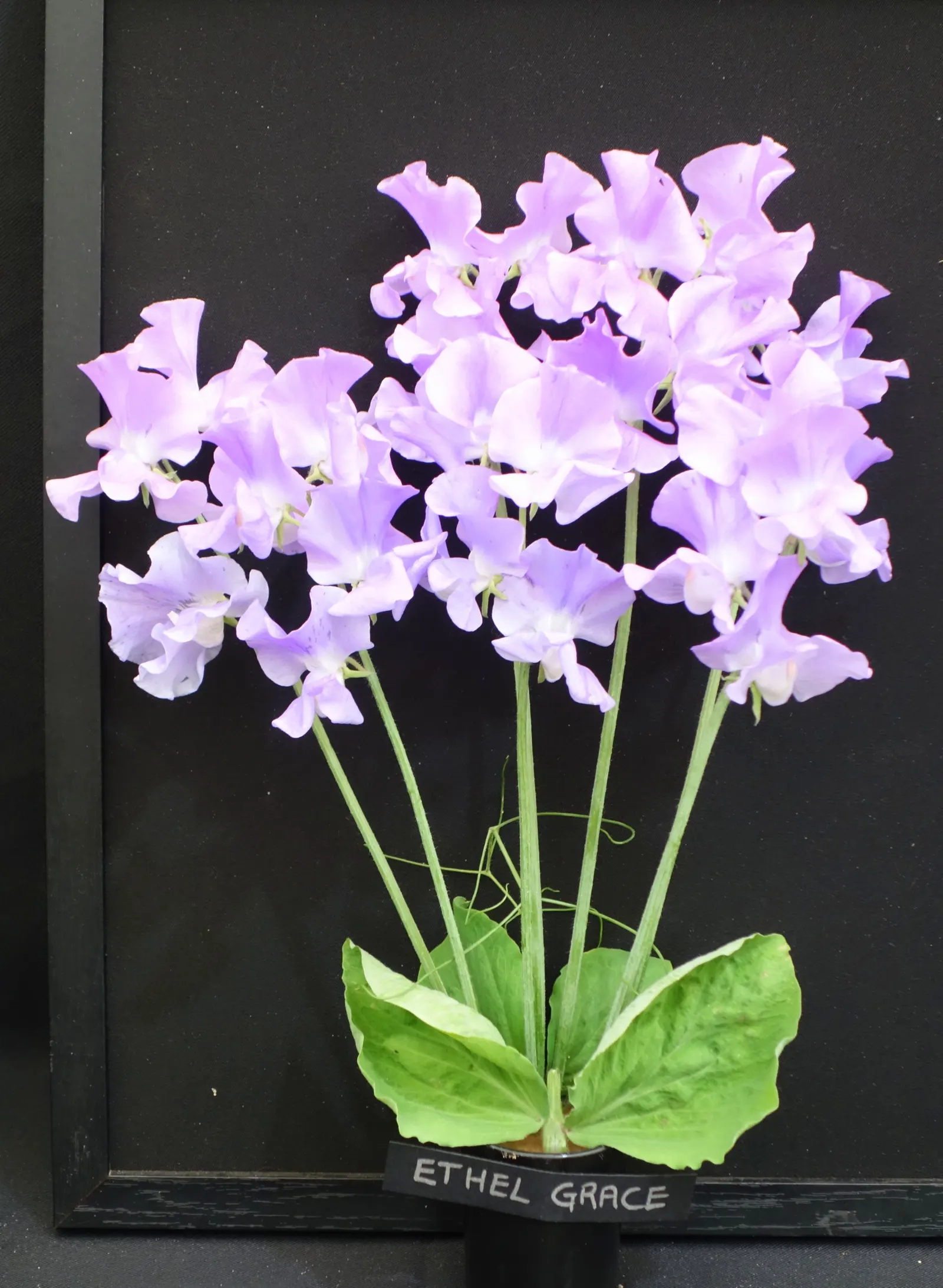 Annual Sweet Pea (Lathyrus Odoratus) — which make it an exceptional choice for adding a splash of color and delightful scent to any garden design; deadheading