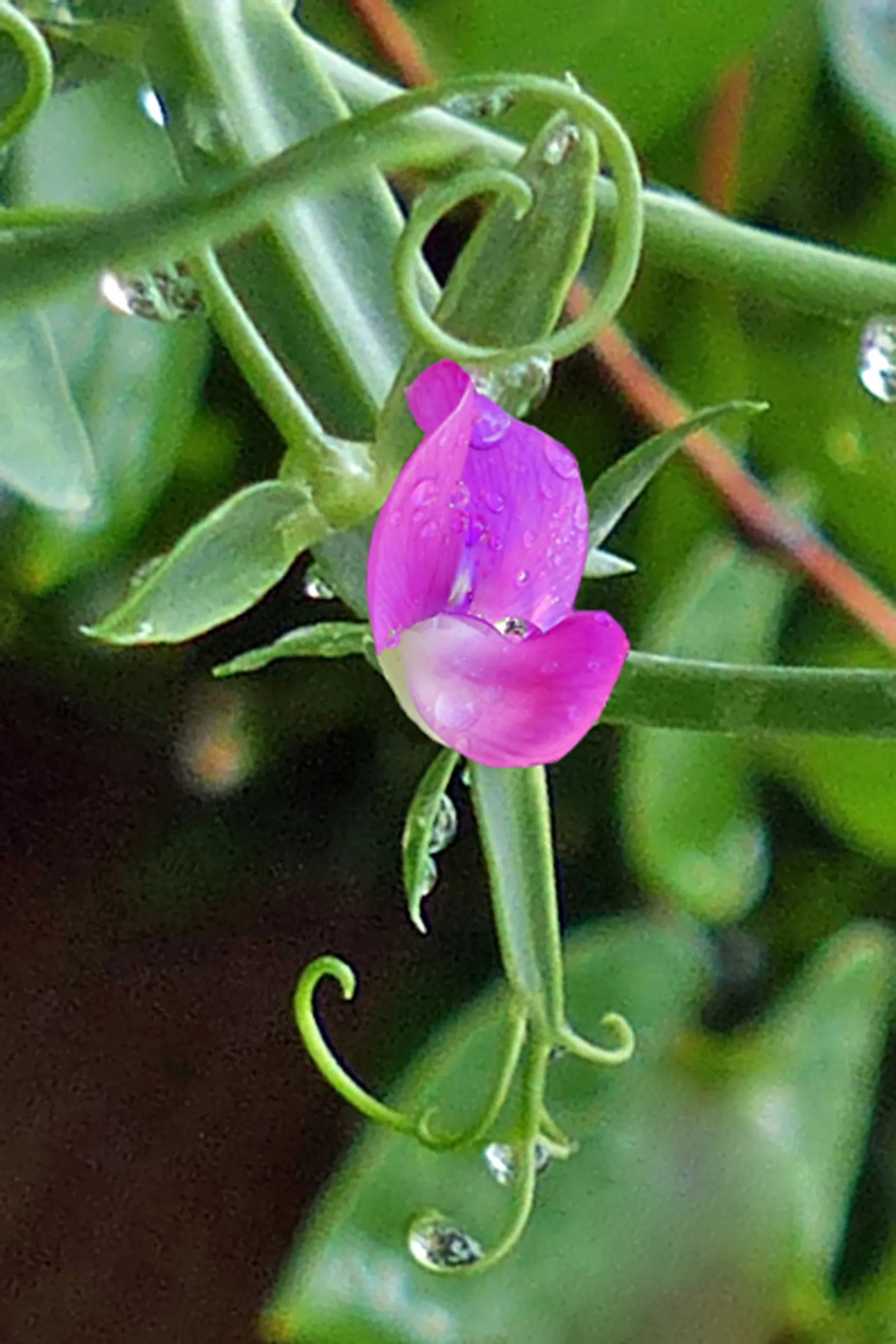 Annual Sweet Pea (Lathyrus Odoratus) — aiming for approximately 1 inch of water per week; annual with multi-colored and pink blooms