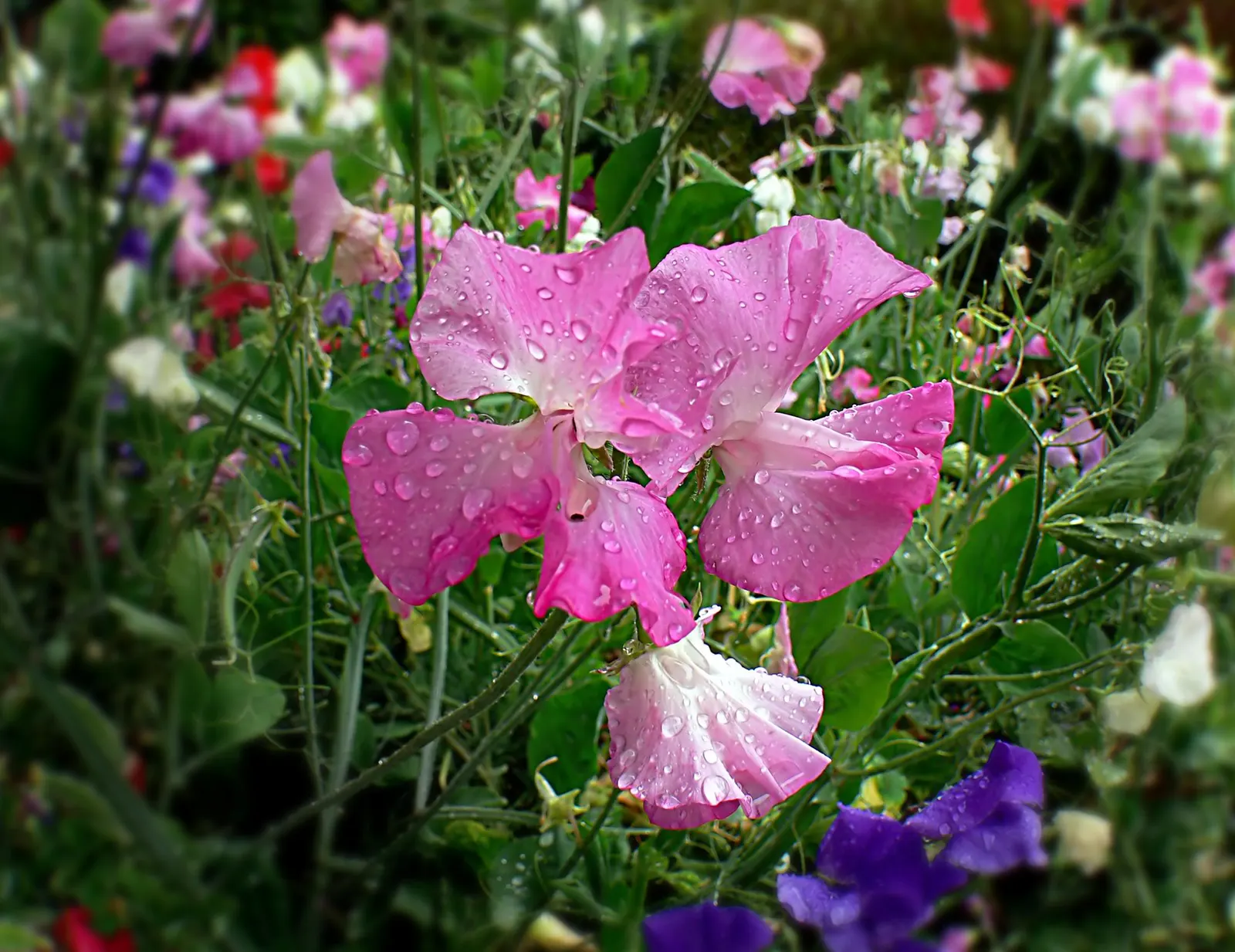 Annual Sweet Pea (Lathyrus Odoratus) — Versatile in its placement; for optimal growth, incorporate a balanced, slow-release fertilizer during, image 70