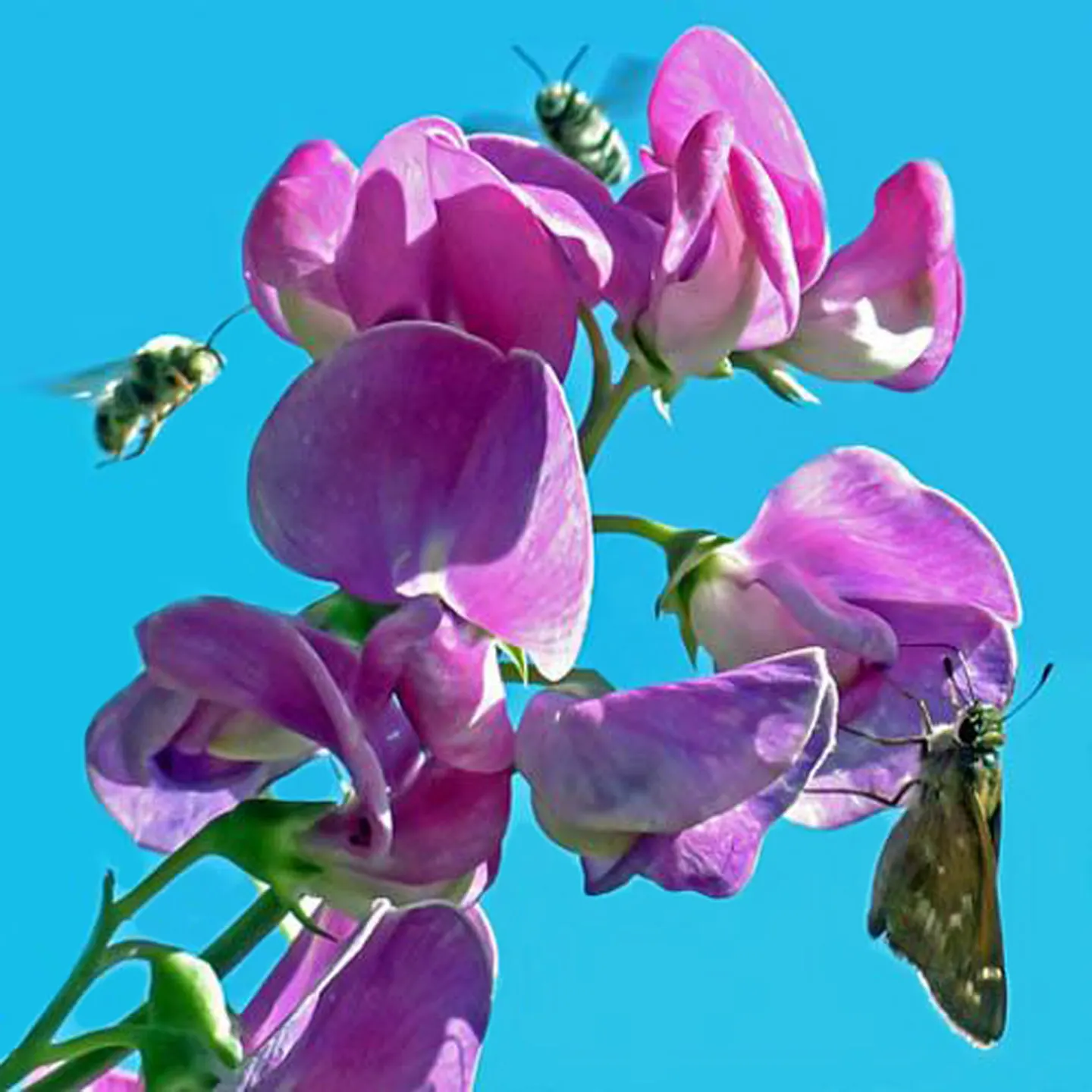Annual Sweet Pea (Lathyrus Odoratus) — This climbing species reaches a mature height of approximately 6 to 8 feet