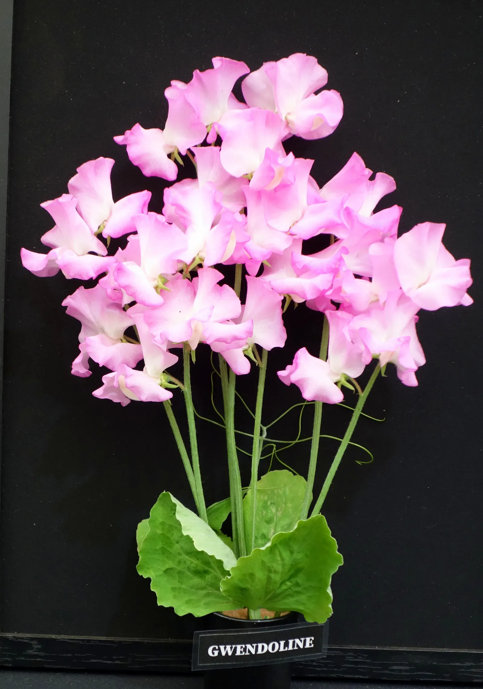 Annual Sweet Pea (Lathyrus Odoratus) — which make it an exceptional choice for adding a splash of color and delightful scent to any garden design