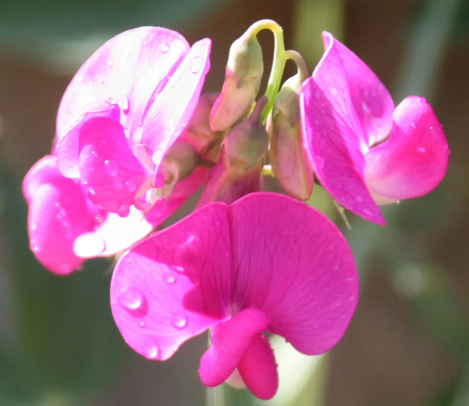 Annual Sweet Pea (Lathyrus Odoratus) — but ensure the soil is not waterlogged; ideal for borders, it adds vertical interest and a delightful scent, blooming