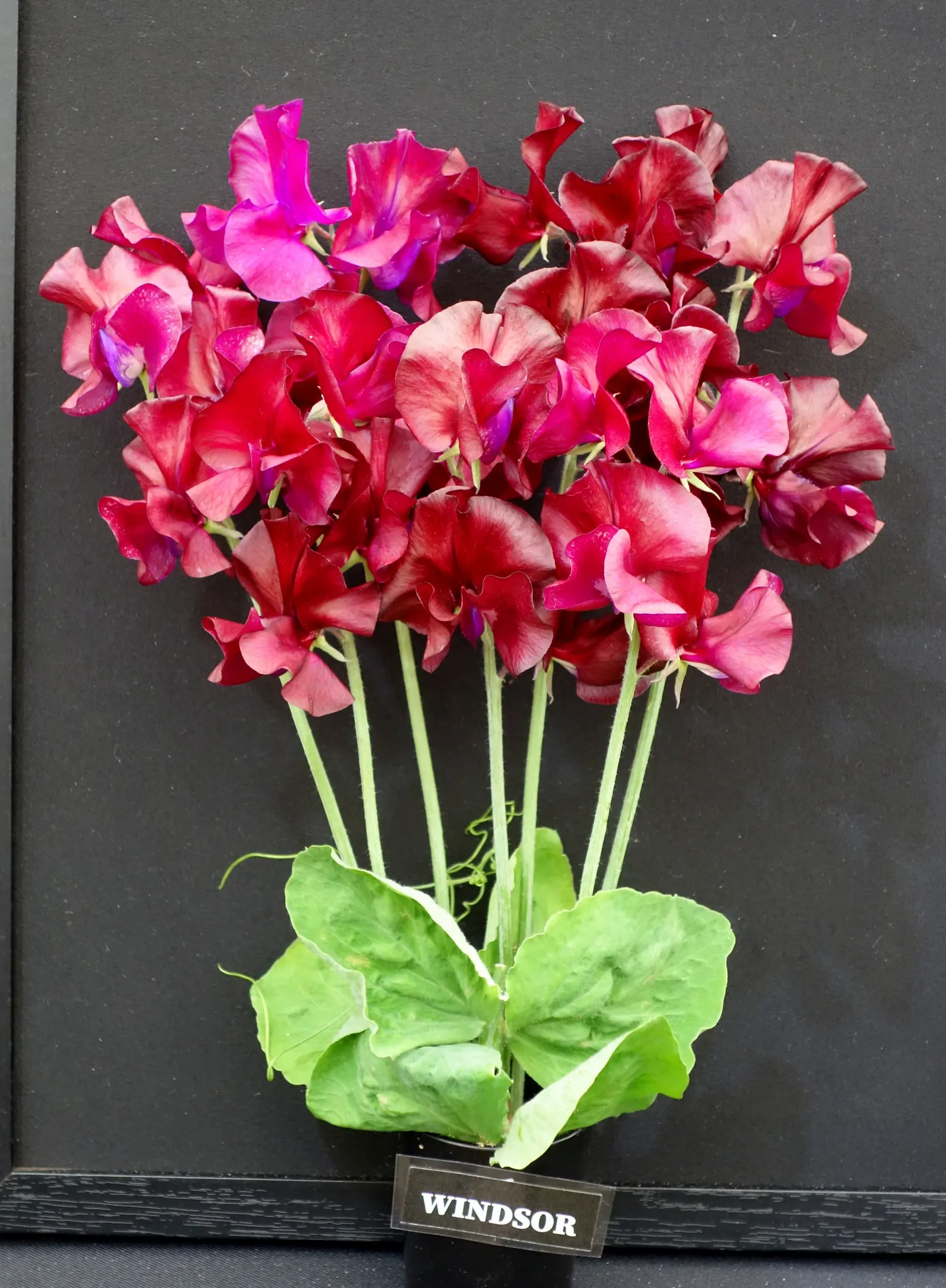 Annual Sweet Pea (Lathyrus Odoratus) — annual for full or half