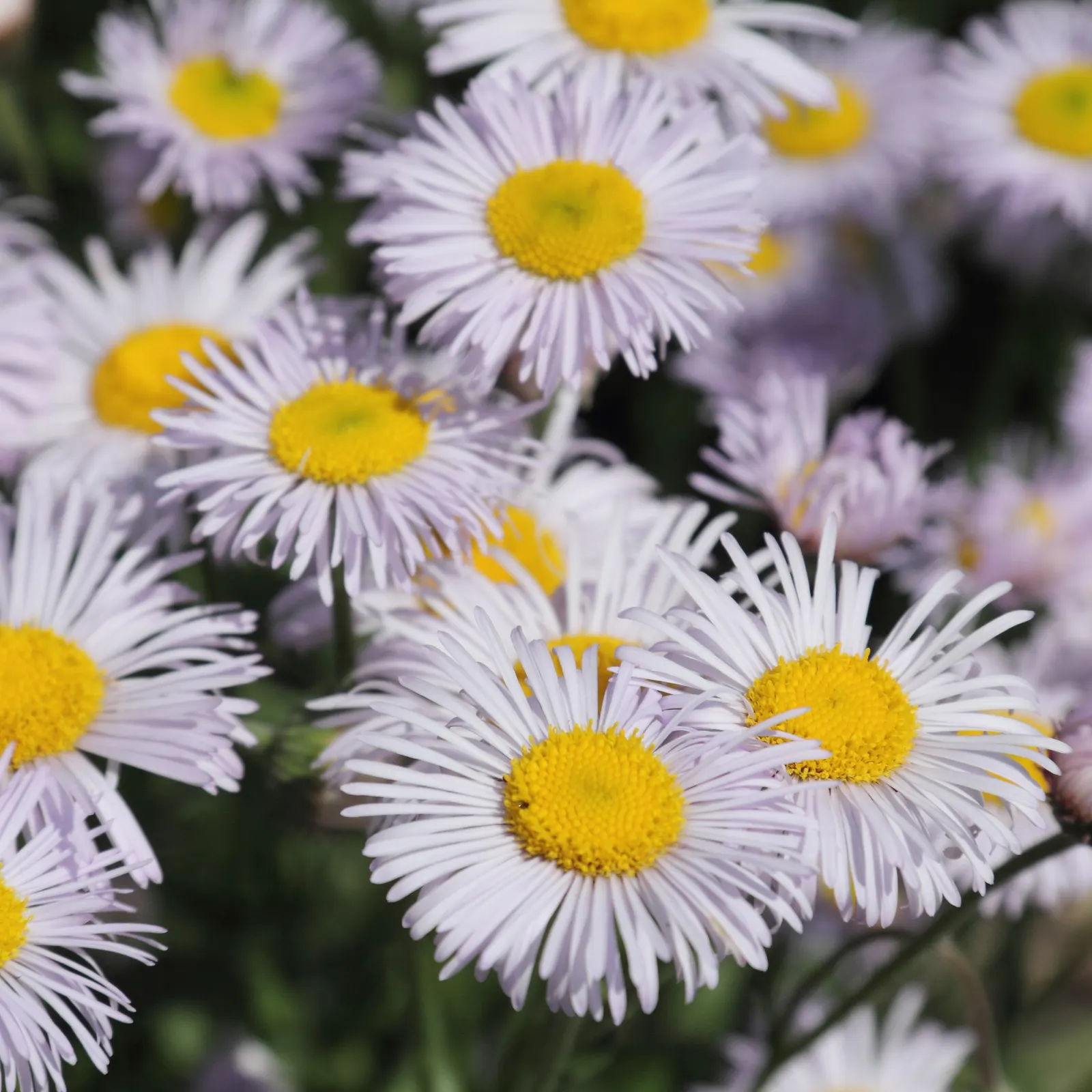 Showy Daisy Or Fleabane, Mountain A (Erigeron Formosissimus) — commonly known as Showy Daisy or Mountain Fleabane