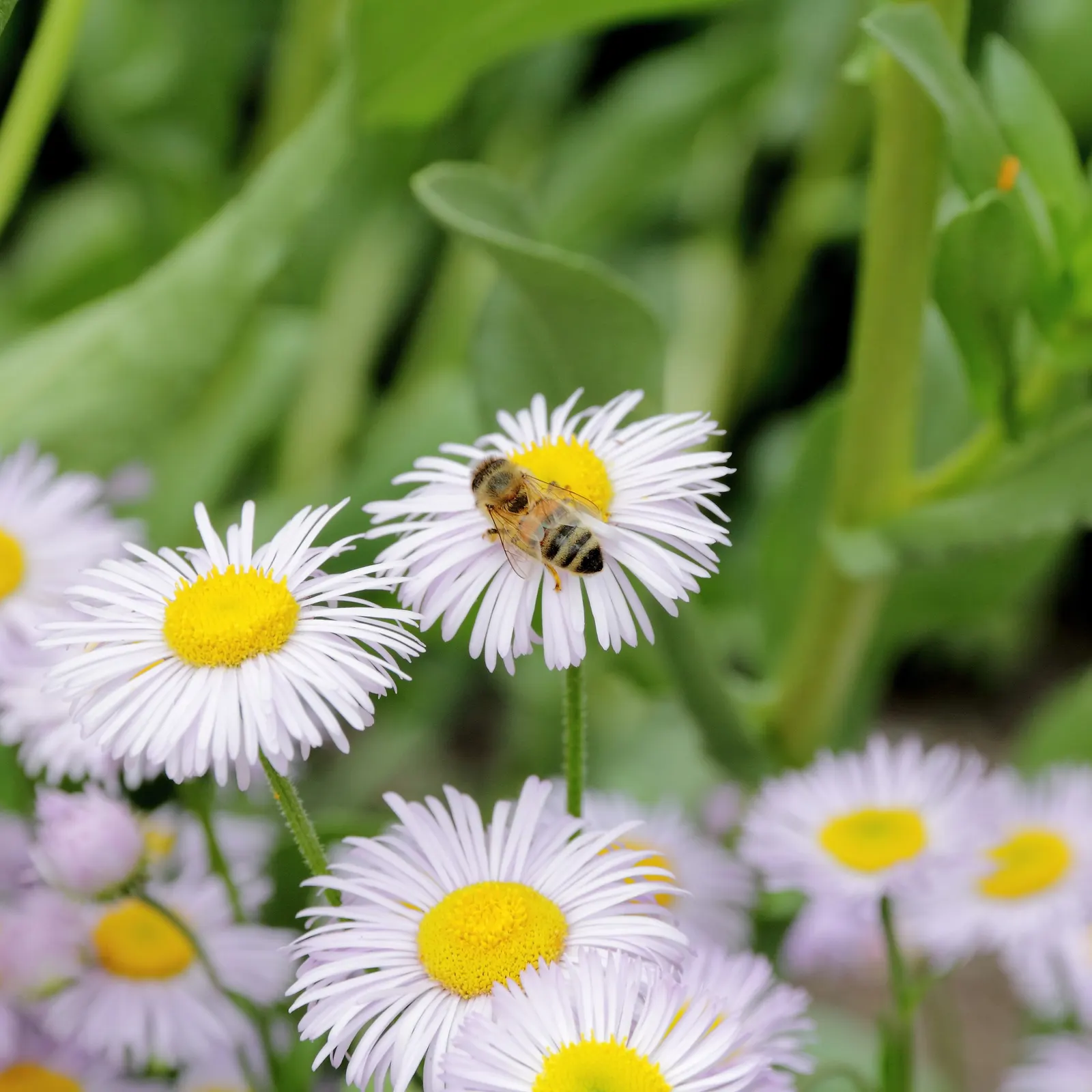 Showy Daisy Or Fleabane, Mountain A (Erigeron Formosissimus) — thriving in USDA hardiness zones 4 through 8