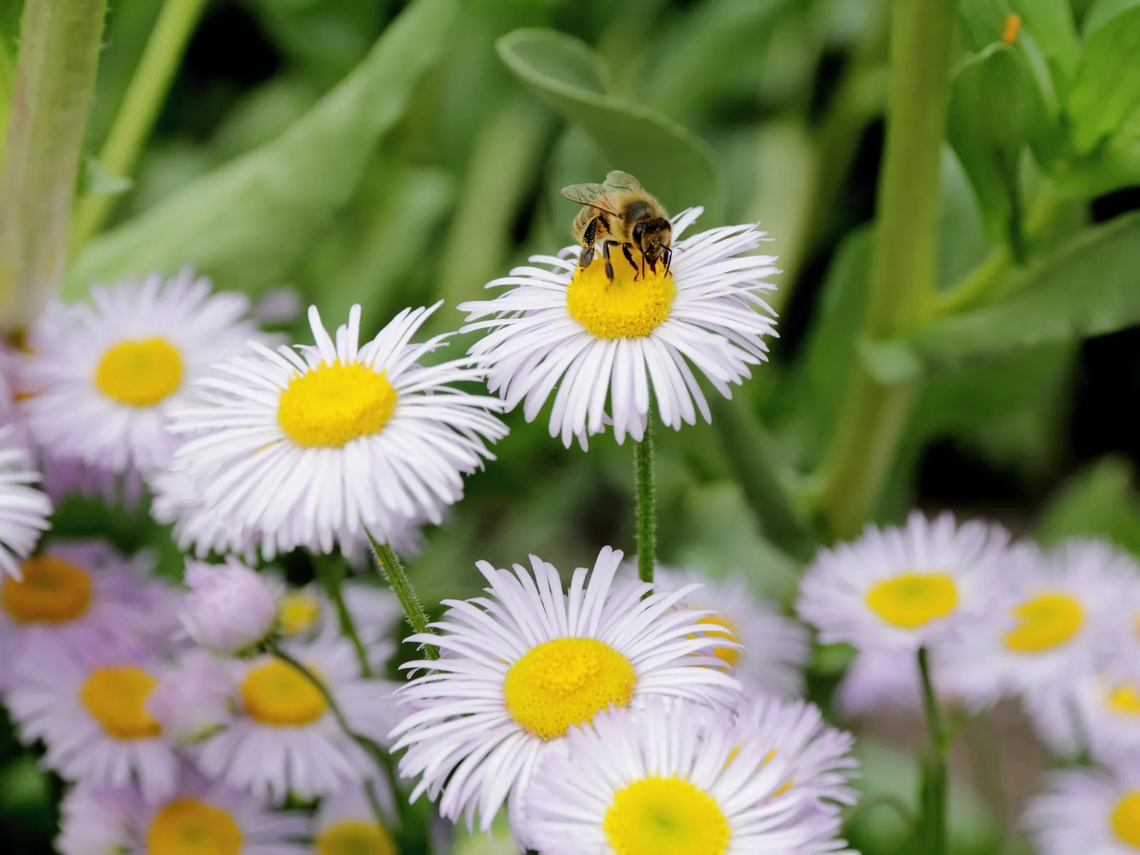 Showy Daisy Or Fleabane, Mountain A (Erigeron Formosissimus) — this plant is a North American native