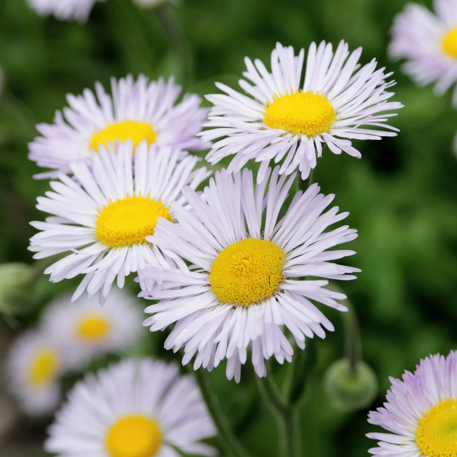Showy Daisy Or Fleabane, Mountain A (Erigeron Formosissimus) — commonly referred to as Showy Daisy or Mountain Fleabane