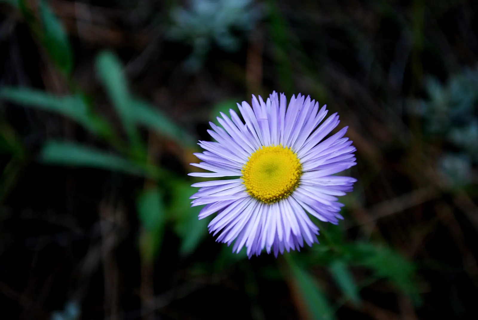 Showy Daisy Or Fleabane, Mountain A (Erigeron Formosissimus) — Its vibrant lilac-pink petals encircle a cheerful yellow center, blooming profusely in summer