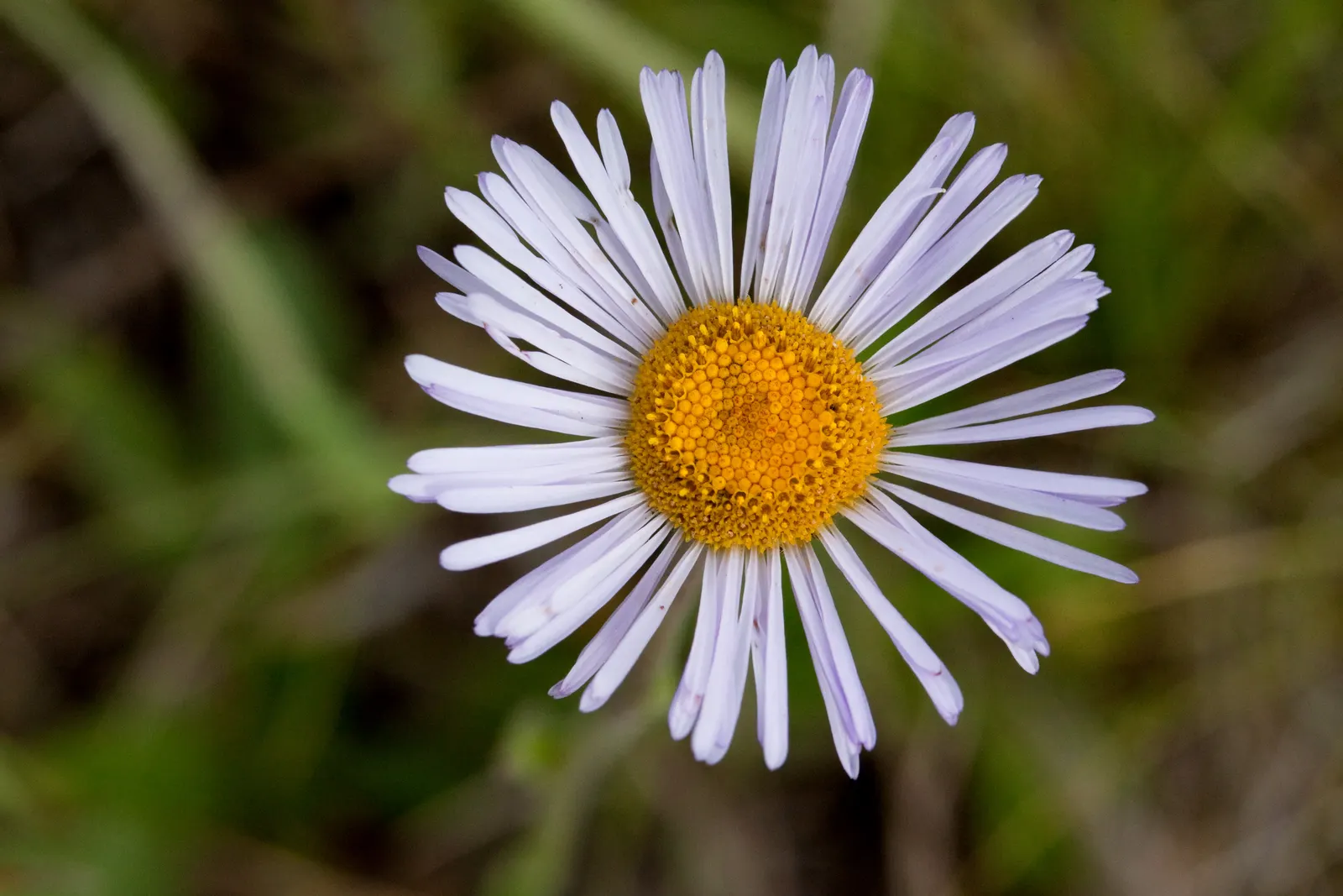 Showy Daisy Or Fleabane, Mountain A (Erigeron Formosissimus) — Hailing from the Asteraceae family