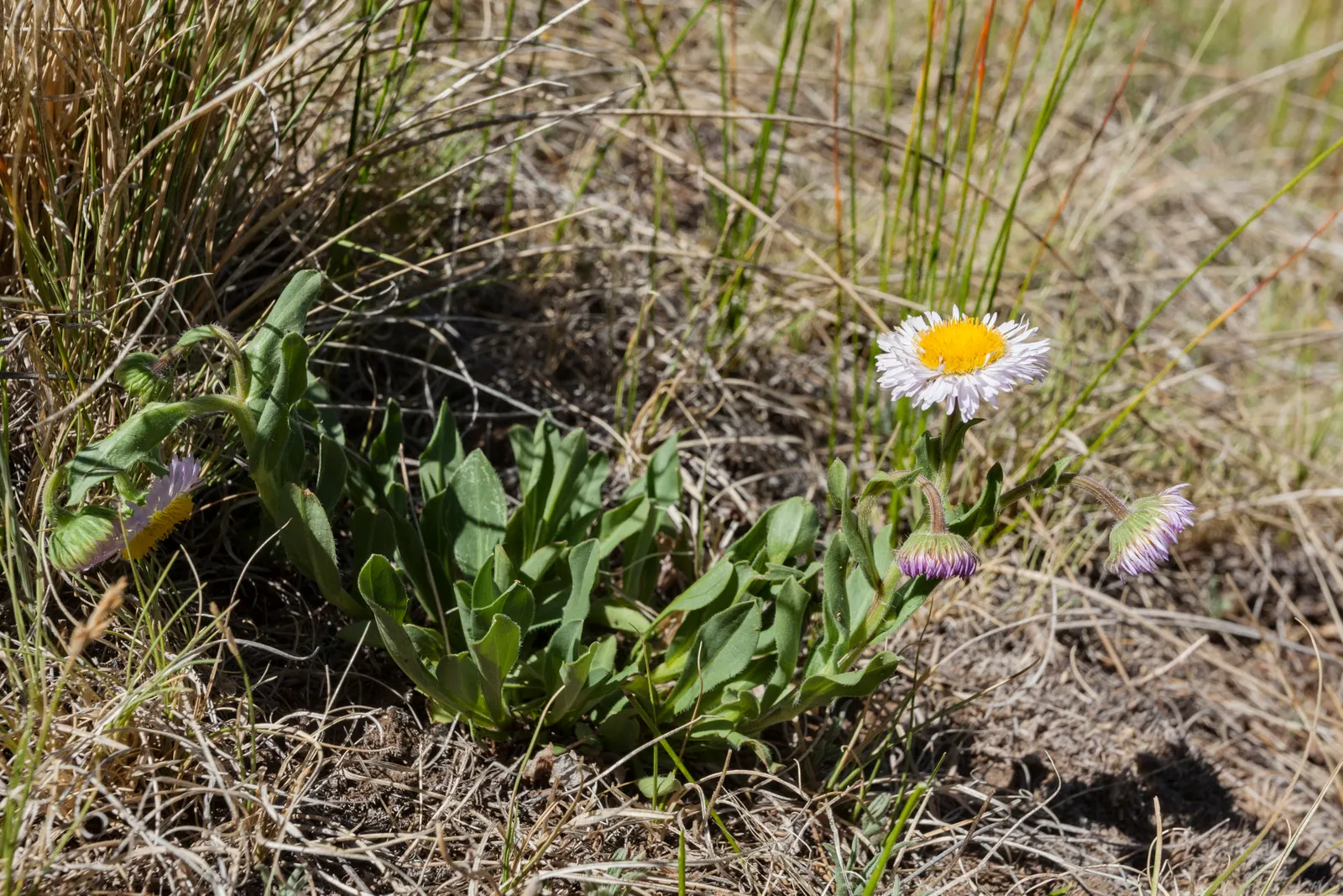 Showy Daisy Or Fleabane, Mountain A (Erigeron Formosissimus) — is an eye-catching perennial