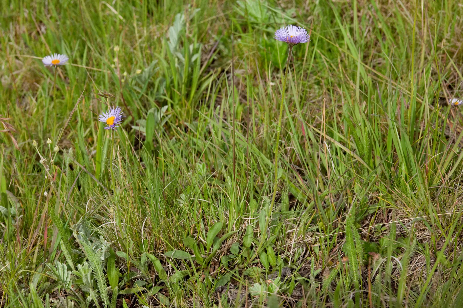 Showy Daisy Or Fleabane, Mountain A (Erigeron Formosissimus) — adding color and attracting pollinators to the landscape