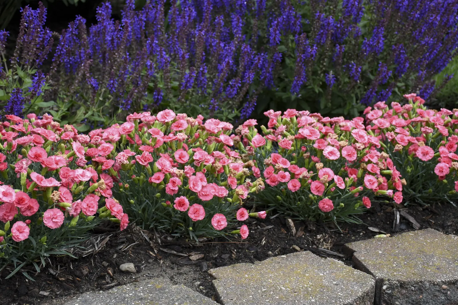 'Classic Coral' Pinks (Dianthus hybrid) — This colorful perennial produces fragrant