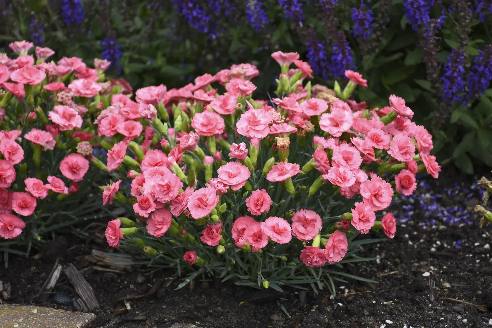 'Classic Coral' Pinks (Dianthus hybrid) — information and resources