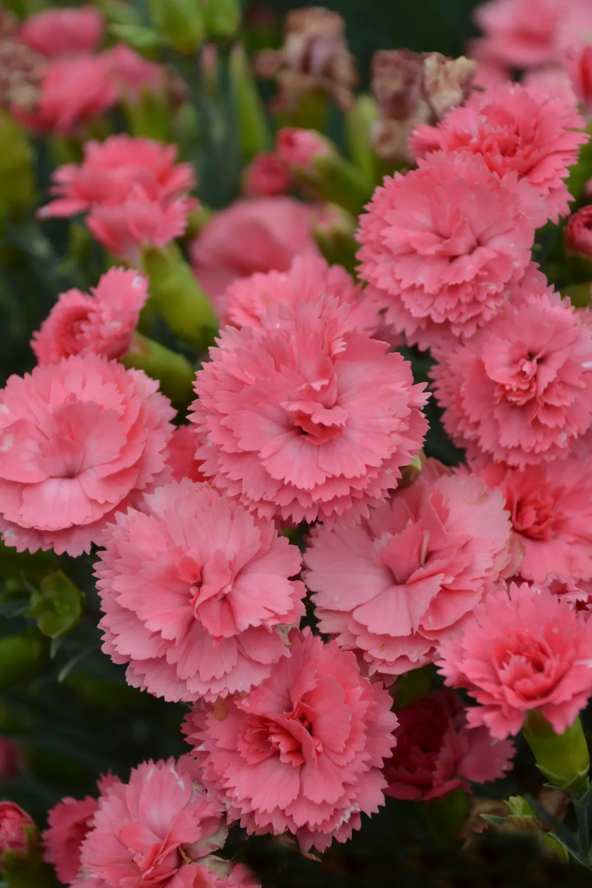 'Classic Coral' Pinks (Dianthus hybrid) — double coral pink blossoms atop a tight