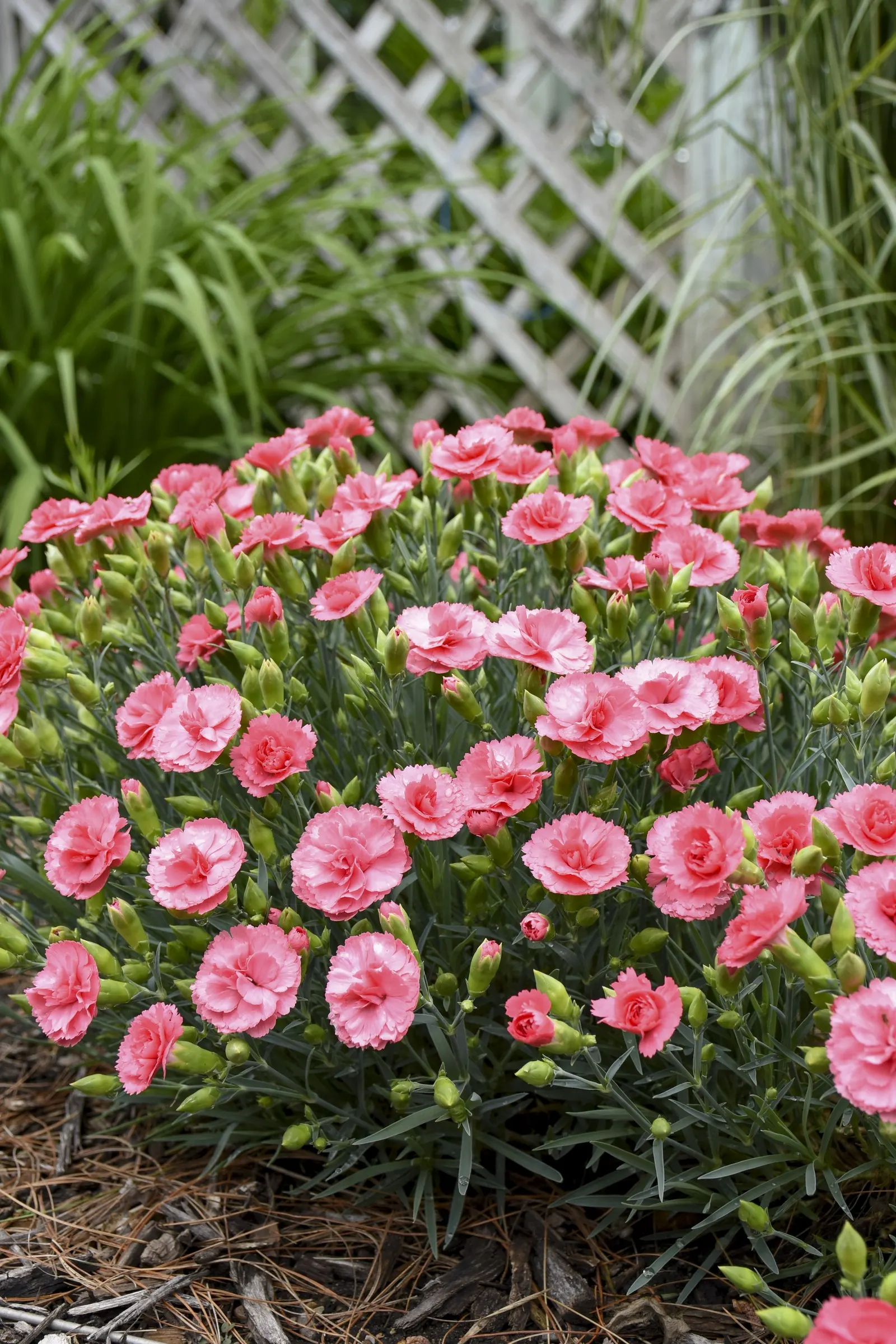 'Classic Coral' Pinks (Dianthus hybrid) — Proven Winners - Fruit Punch® 'Classic Coral' - Pinks - Dianthus hybrid pink coral pink plant details