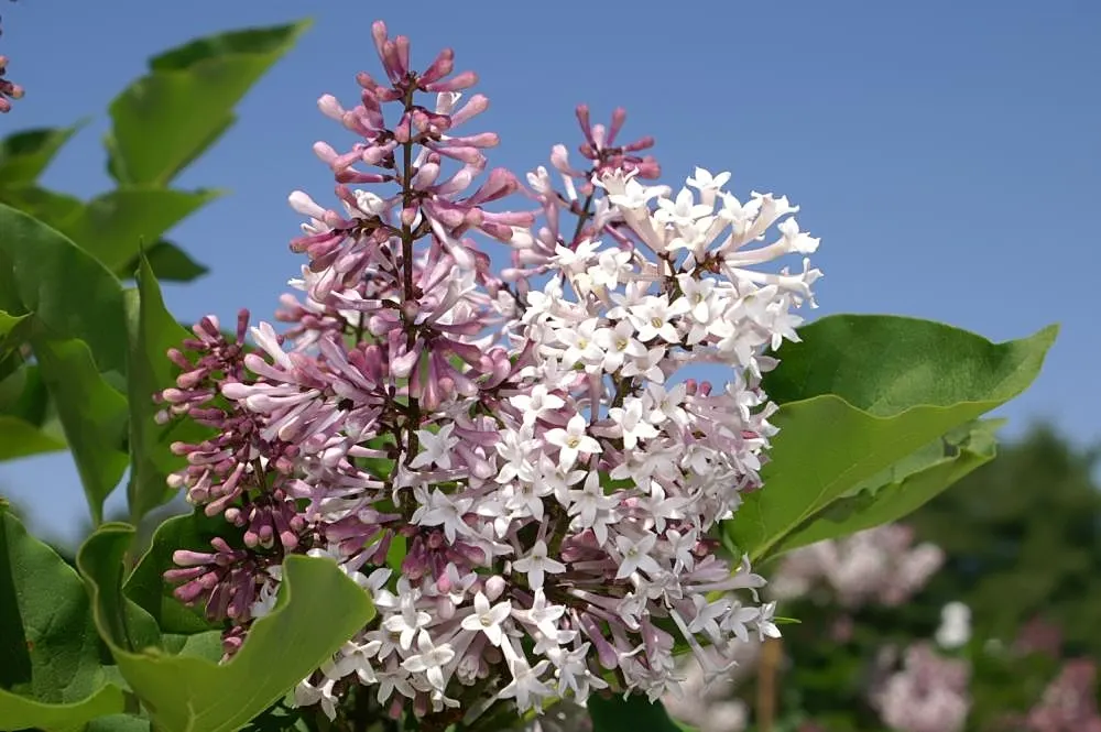 Dwarf Korean Lilac (Syringa Meyeri) — It boasts fragrant, pale lilac flowers in late spring, which stand out against dark green, ovate leaves