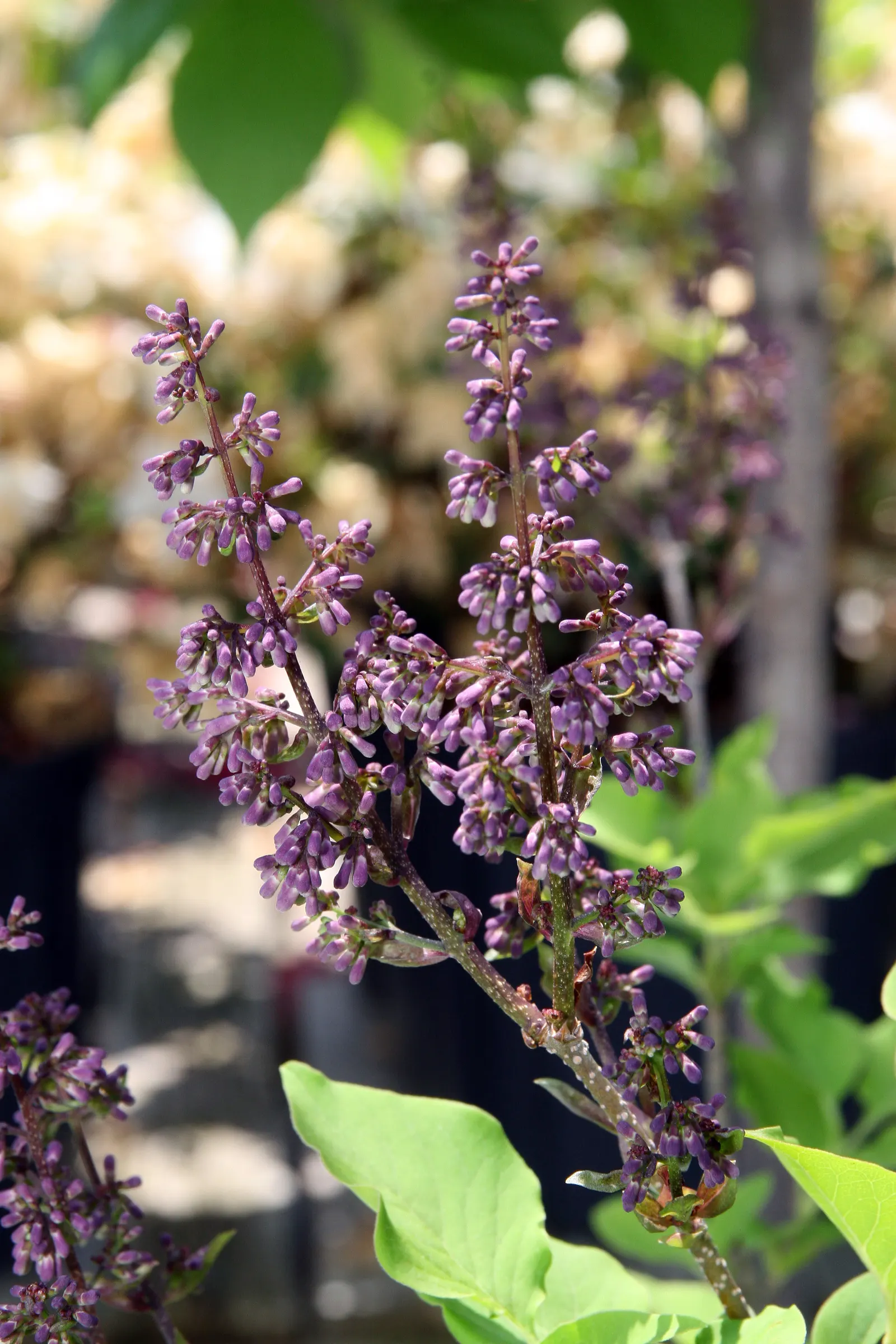 Dwarf Korean Lilac (Syringa Meyeri) — adding to the shrub's dense