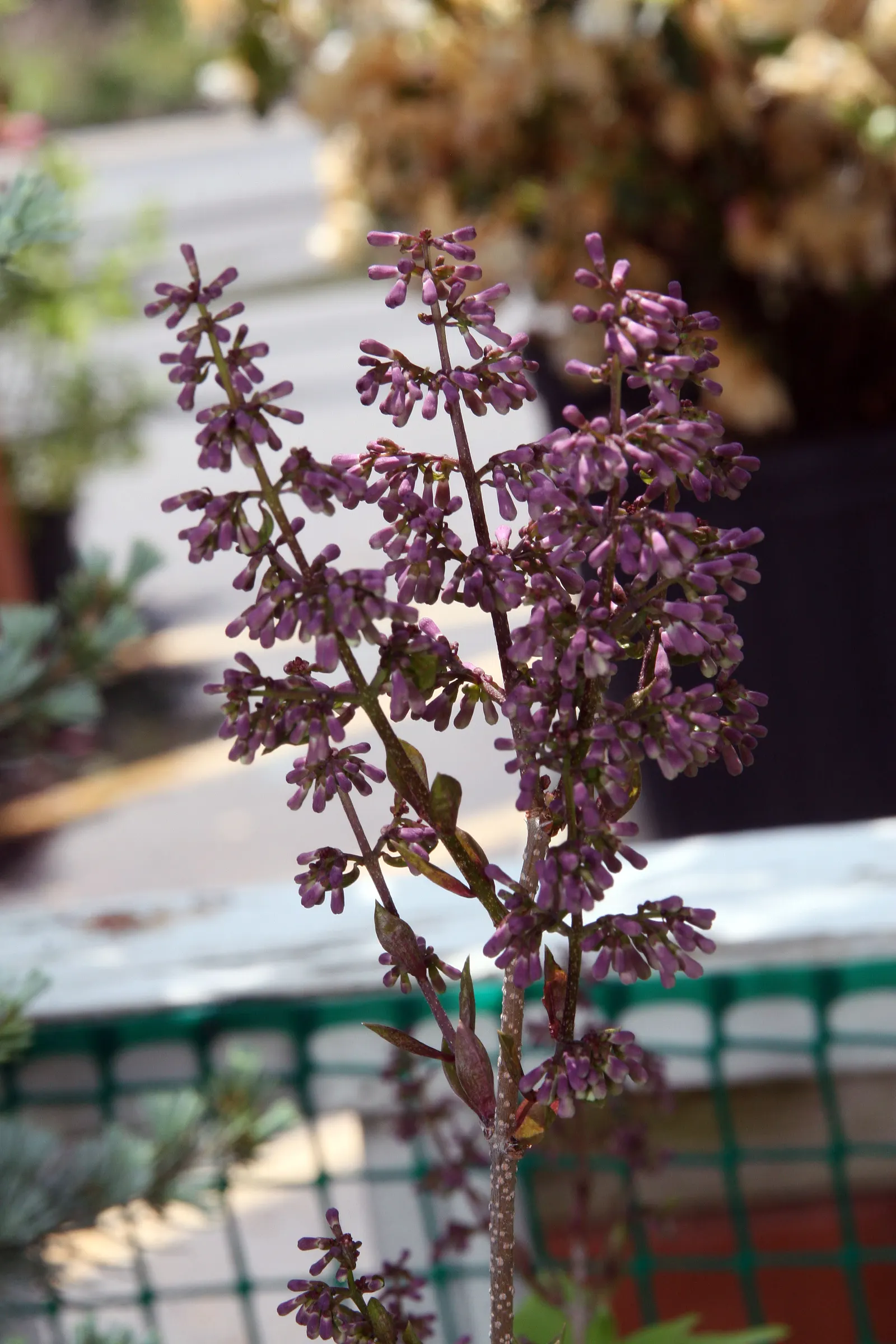 Dwarf Korean Lilac (Syringa Meyeri) — encourages vigorous growth