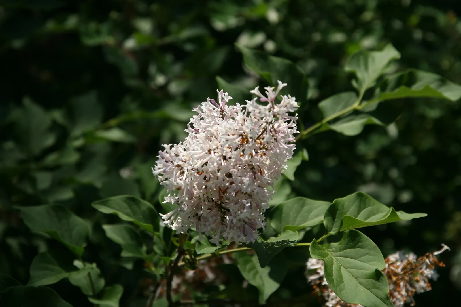 Dwarf Korean Lilac (Syringa Meyeri) — emitting a powerful fragrance that attracts pollinators like butterflies and bees