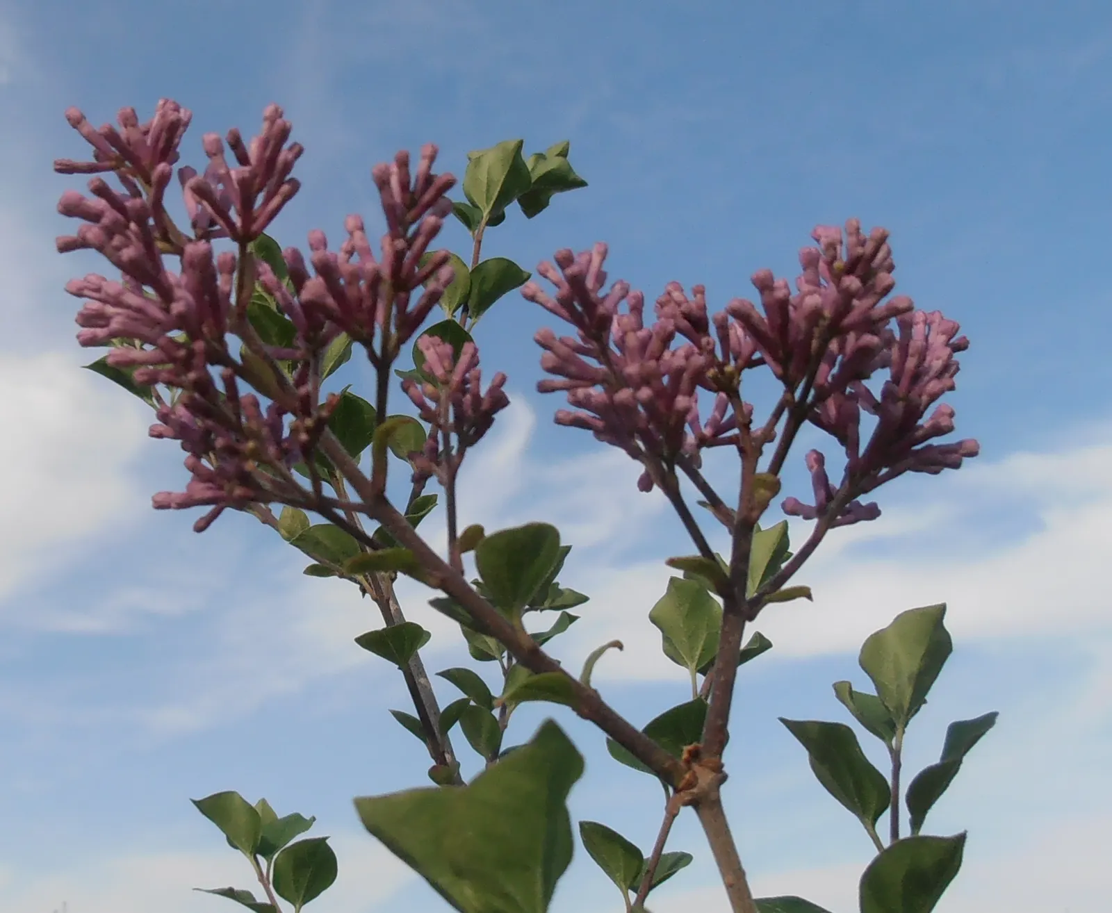Dwarf Korean Lilac (Syringa Meyeri) — ovate leaves are a rich green
