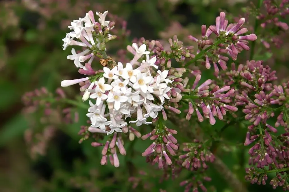 Dwarf Korean Lilac (Syringa Meyeri) — and enhances bloom production for the following year