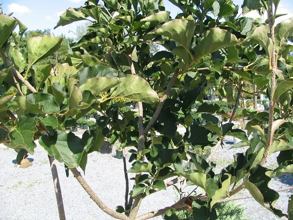 Dwarf Korean Lilac (Syringa Meyeri) — With its manageable size and striking floral display