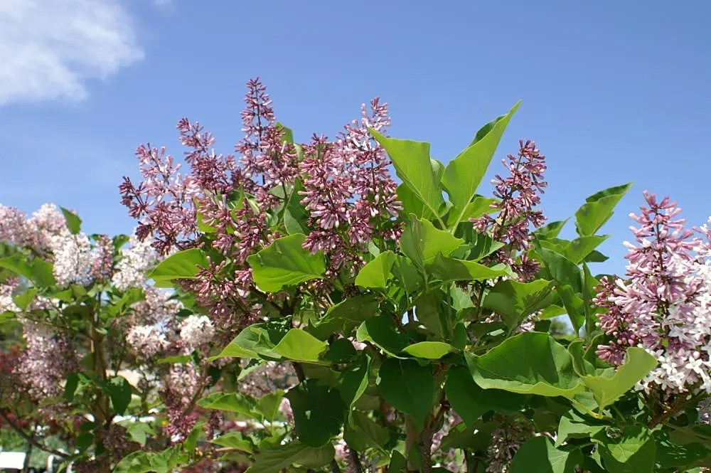 Dwarf Korean Lilac (Syringa Meyeri) — it's essential to consider its preference for full sun to light shade