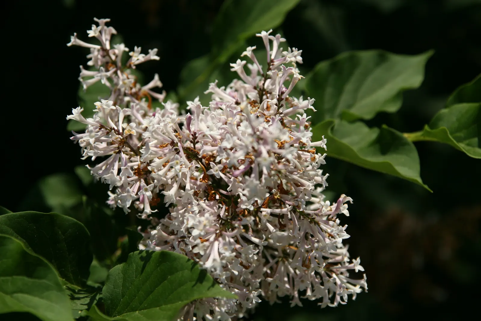Dwarf Korean Lilac (Syringa Meyeri) — This hardy variety thrives in USDA zones 3-7, preferring full sun to partial shade and well-drained soil