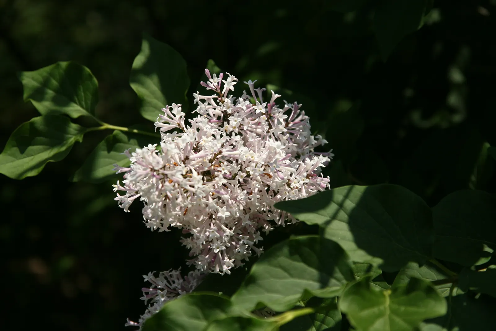 Dwarf Korean Lilac (Syringa Meyeri) — deciduous shrub reaching 4-5 feet in height and spread