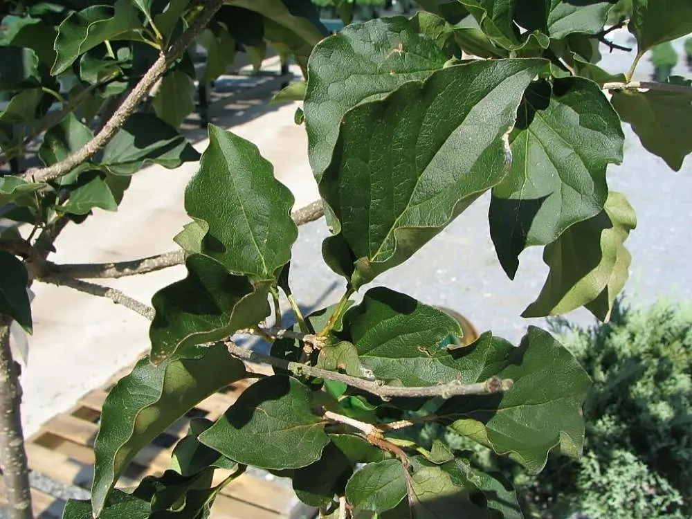 Dwarf Korean Lilac (Syringa Meyeri) — the Dwarf Korean Lilac is a captivating choice for foundation plantings