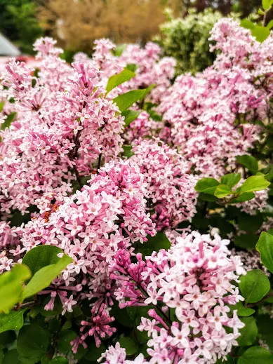 Dwarf Korean Lilac (Syringa Meyeri) — The Dwarf Korean Lilac (Syringa meyeri) is a compact