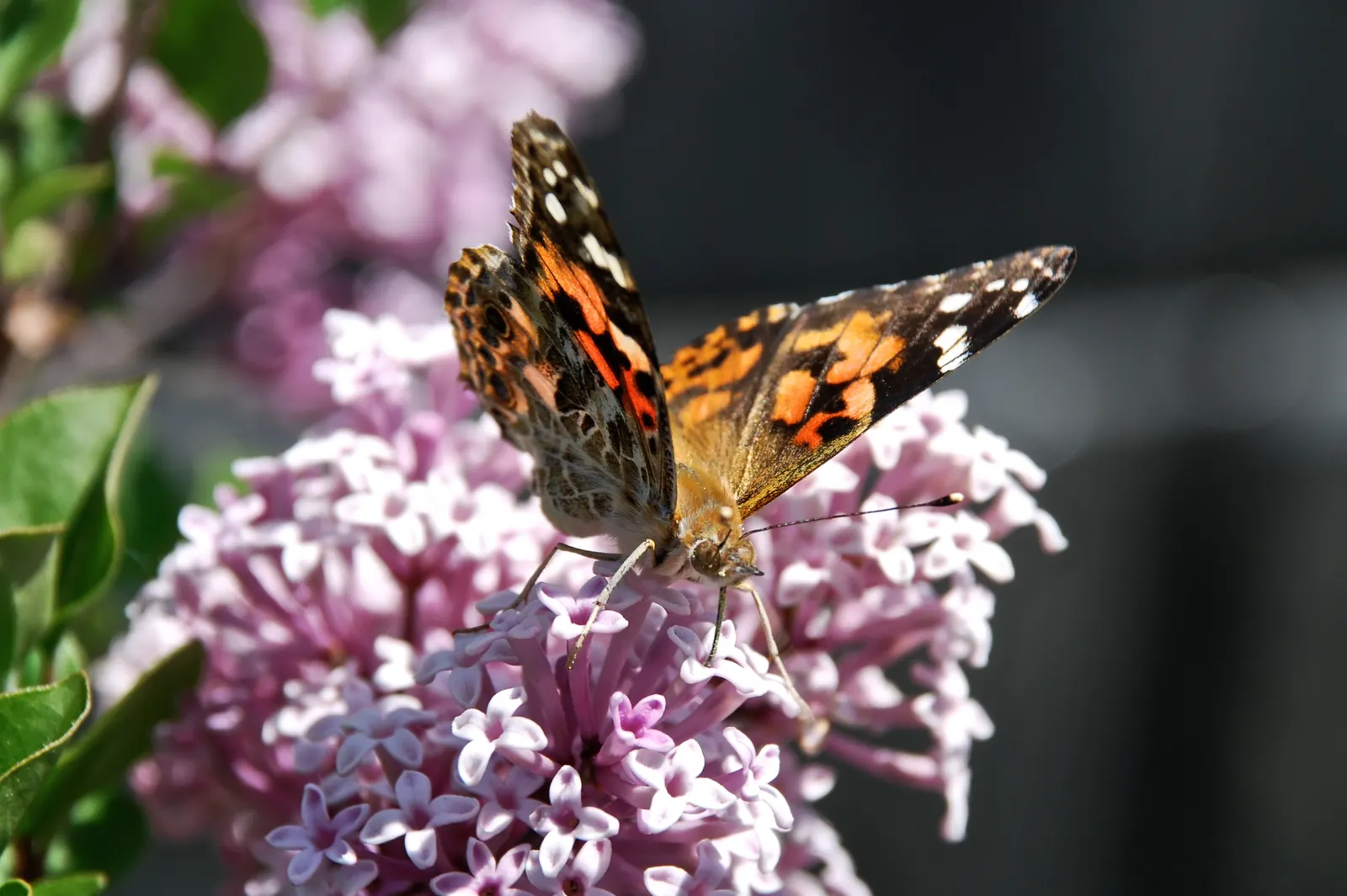 Dwarf Korean Lilac (Syringa Meyeri) — Typically reaching heights of 4 to 5 feet with a slightly wider spread of 5 to 7 feet