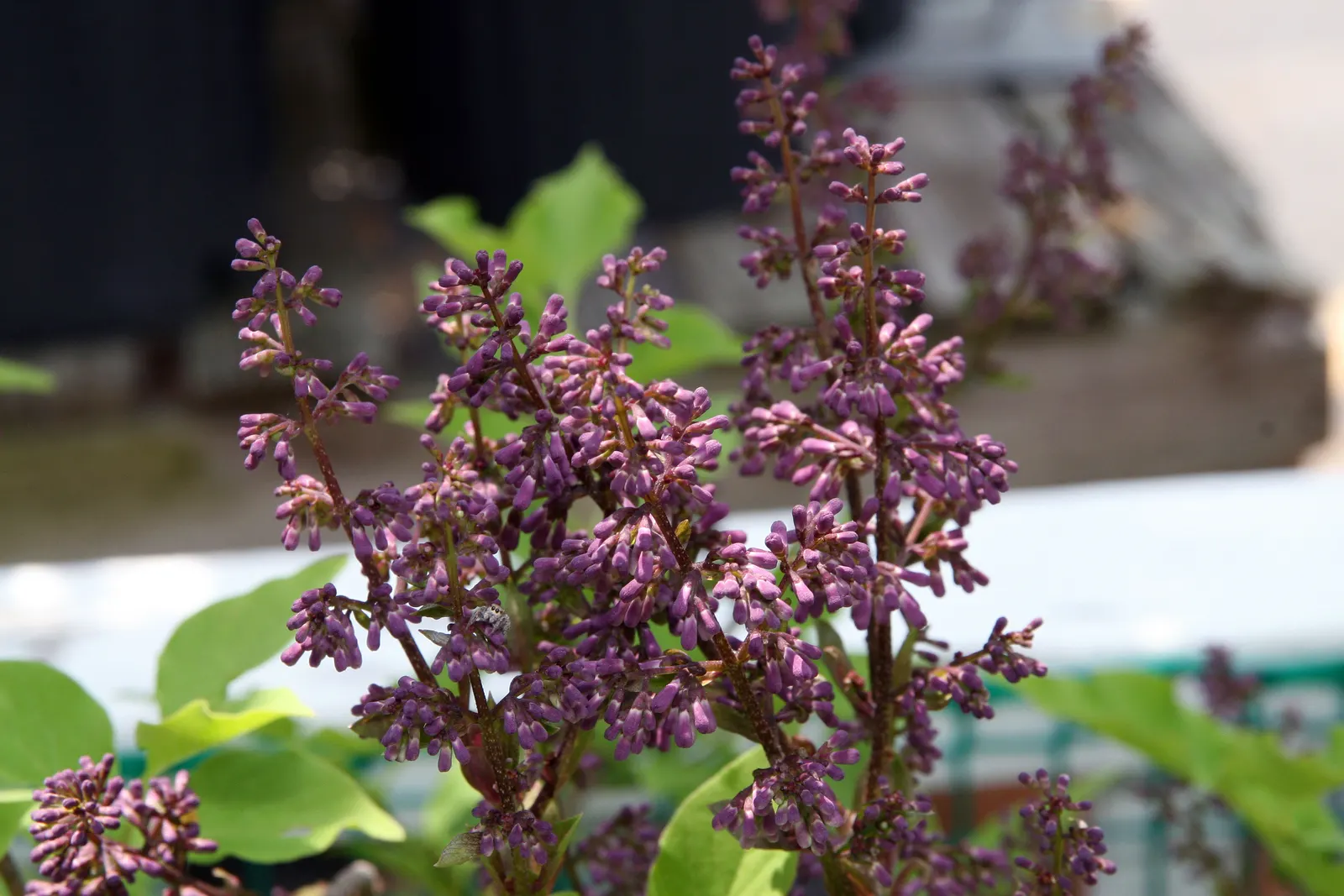 Dwarf Korean Lilac (Syringa Meyeri) — and although it adapts to a range of soil types