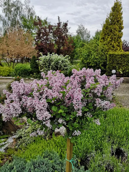 Dwarf Korean Lilac (Syringa Meyeri) — rounded form.<br><br>When integrating the Dwarf Korean Lilac into a landscape design