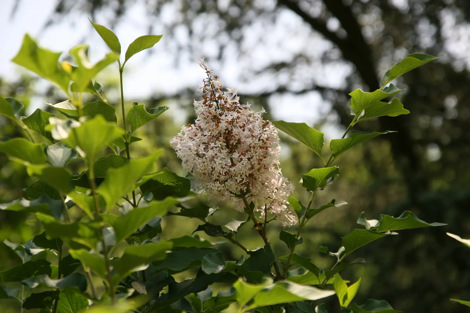 Dwarf Korean Lilac (Syringa Meyeri) — it offers low maintenance appeal and high ornamental value
